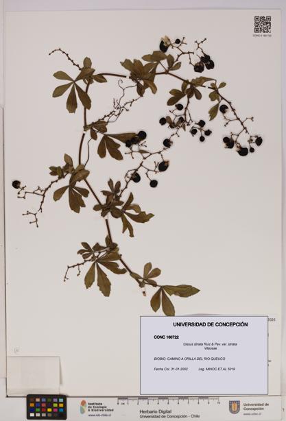 Cissus striata var. striata [Espécimen: UDEC:CONC:0160722]