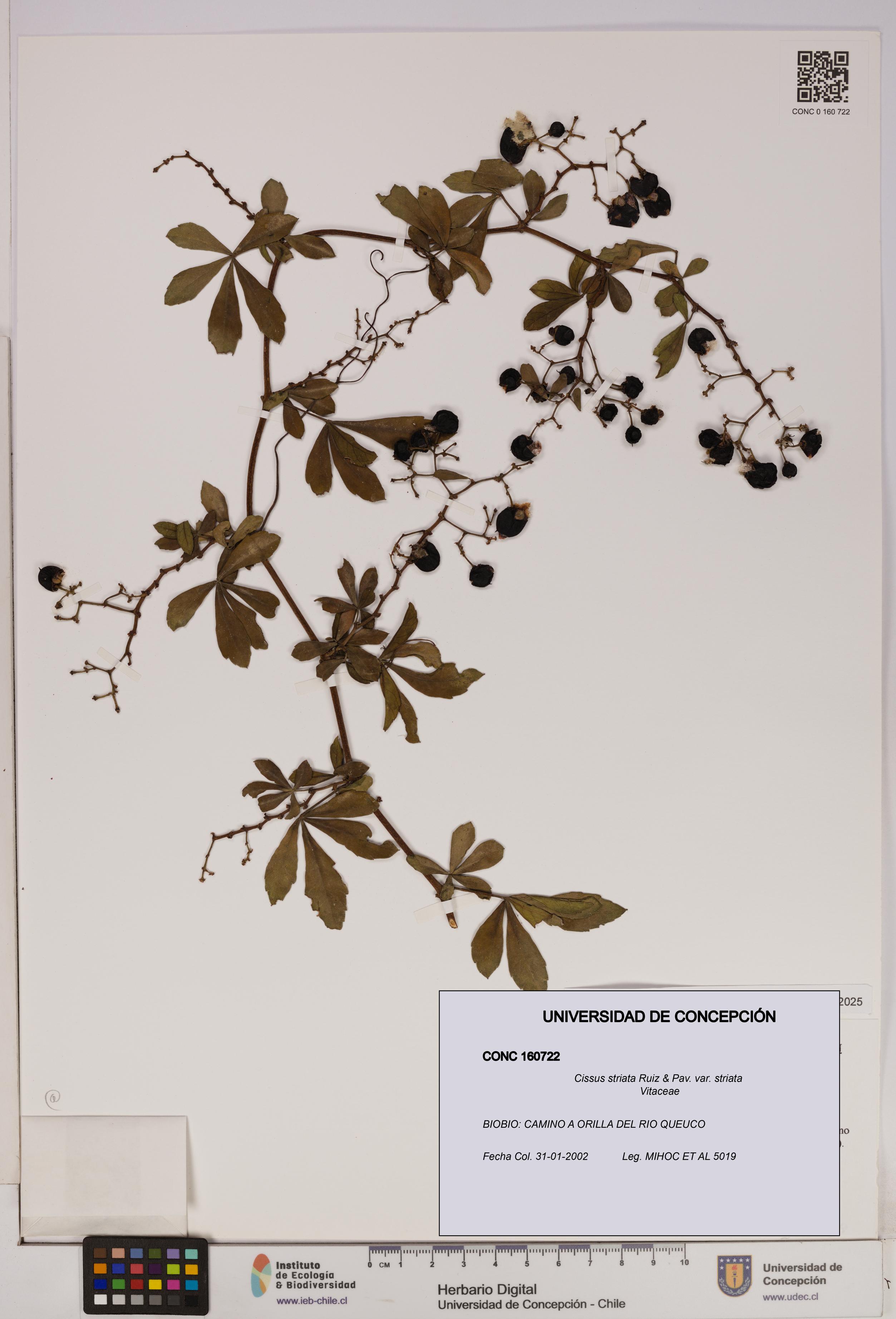 Cissus striata var. striata [Espécimen: UDEC:CONC:0160722]