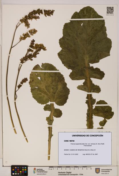 Francoa appendiculata var. ramosa [Espécimen: ]