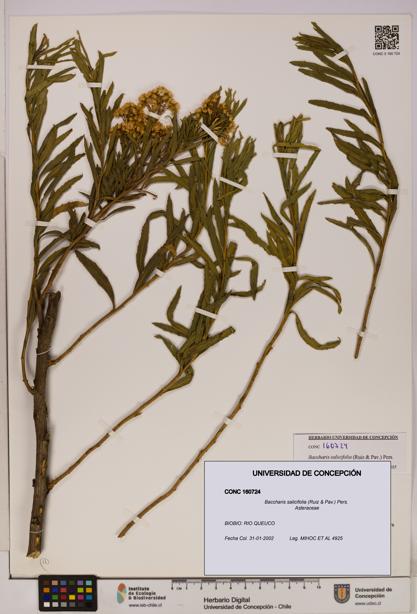 Baccharis salicifolia [Espécimen: UDEC:CONC:0160724]