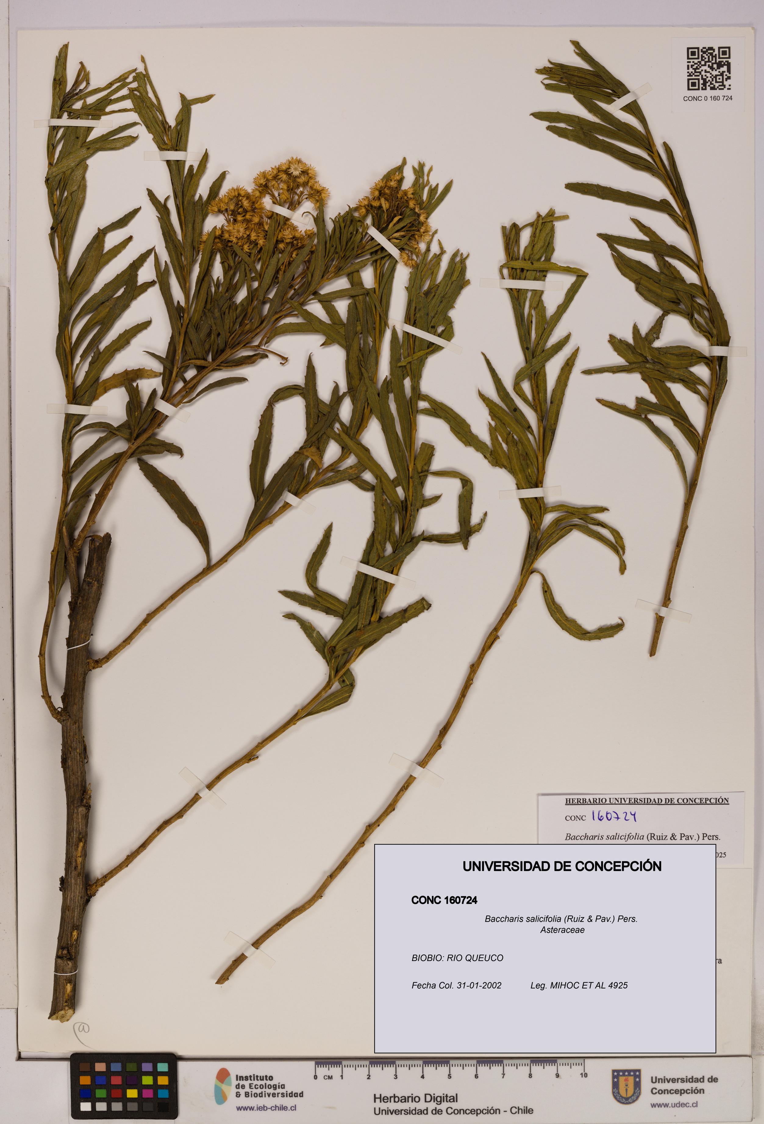 Baccharis salicifolia [Espécimen: UDEC:CONC:0160724]