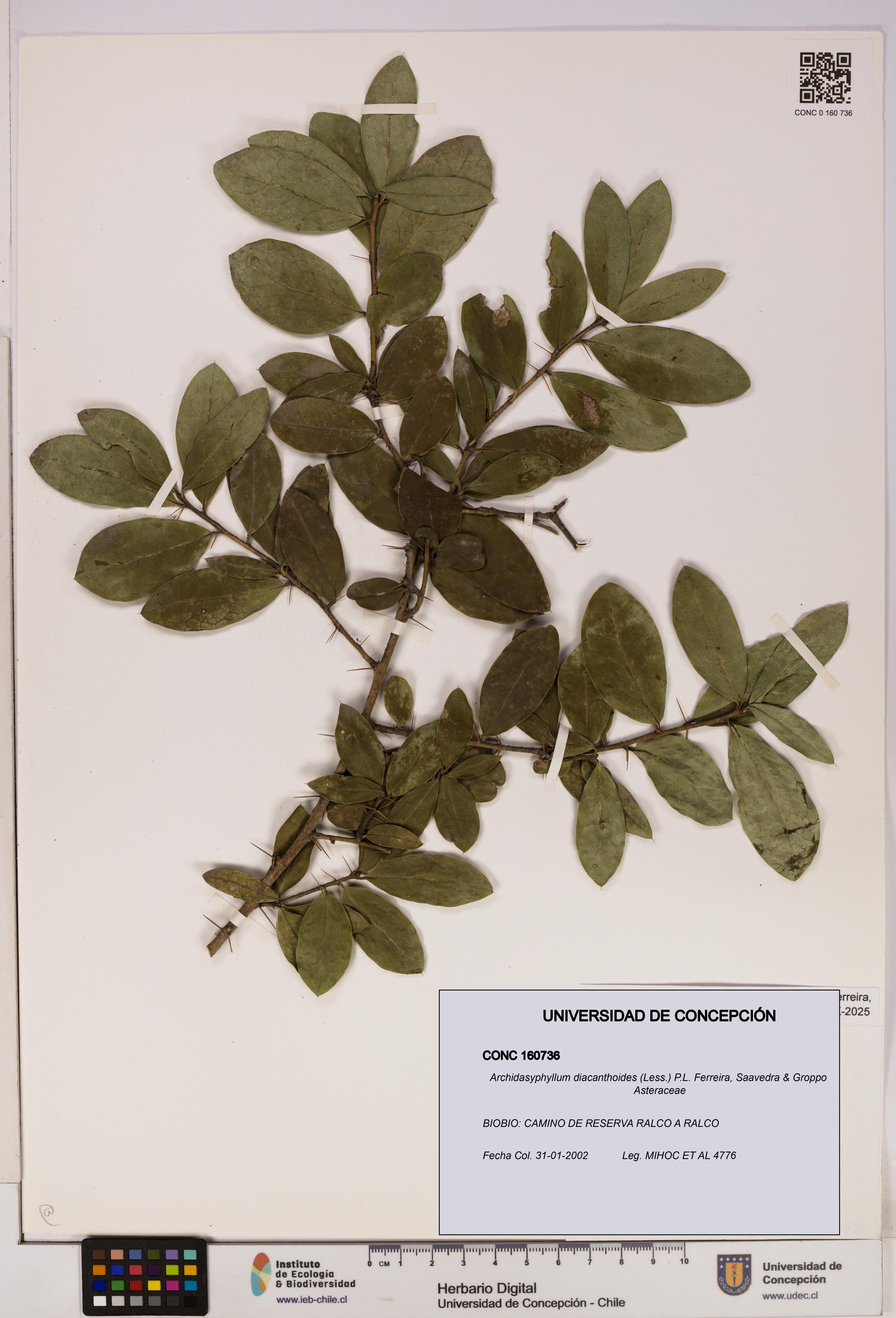 Archidasyphyllum diacanthoides [Espécimen: UDEC:CONC:0160736]