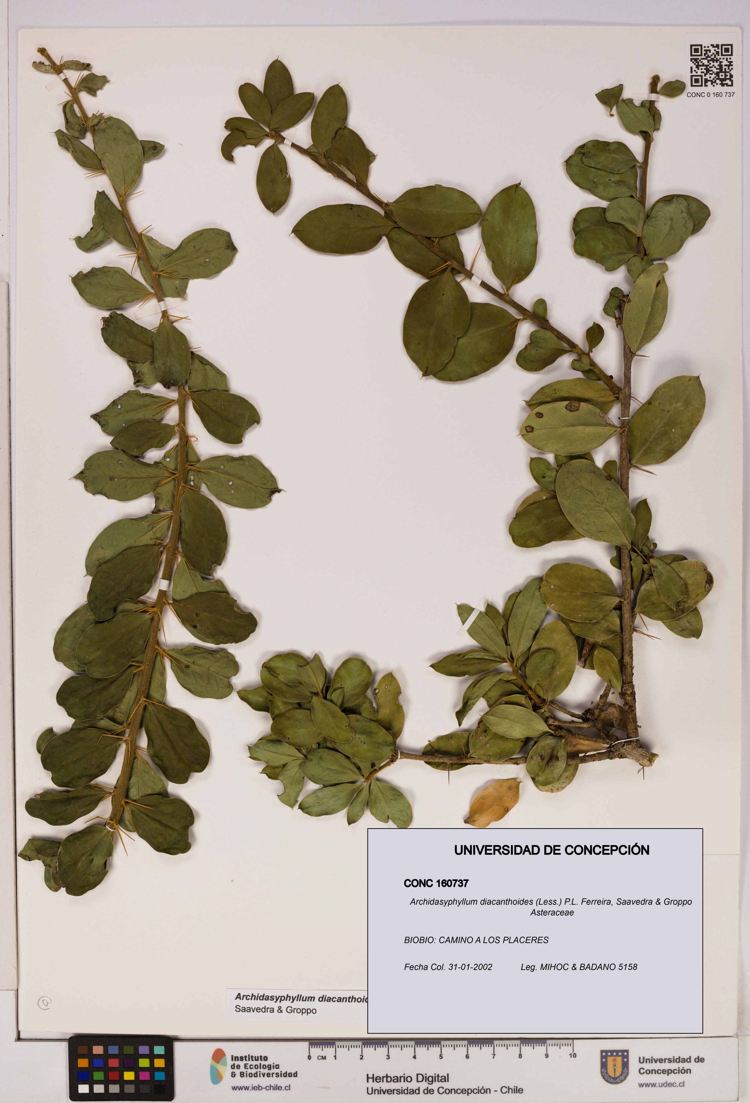 Archidasyphyllum diacanthoides [Espécimen: UDEC:CONC:0160737]