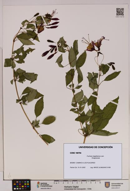 Fuchsia magellanica [Espécimen: UDEC:CONC:0160754]