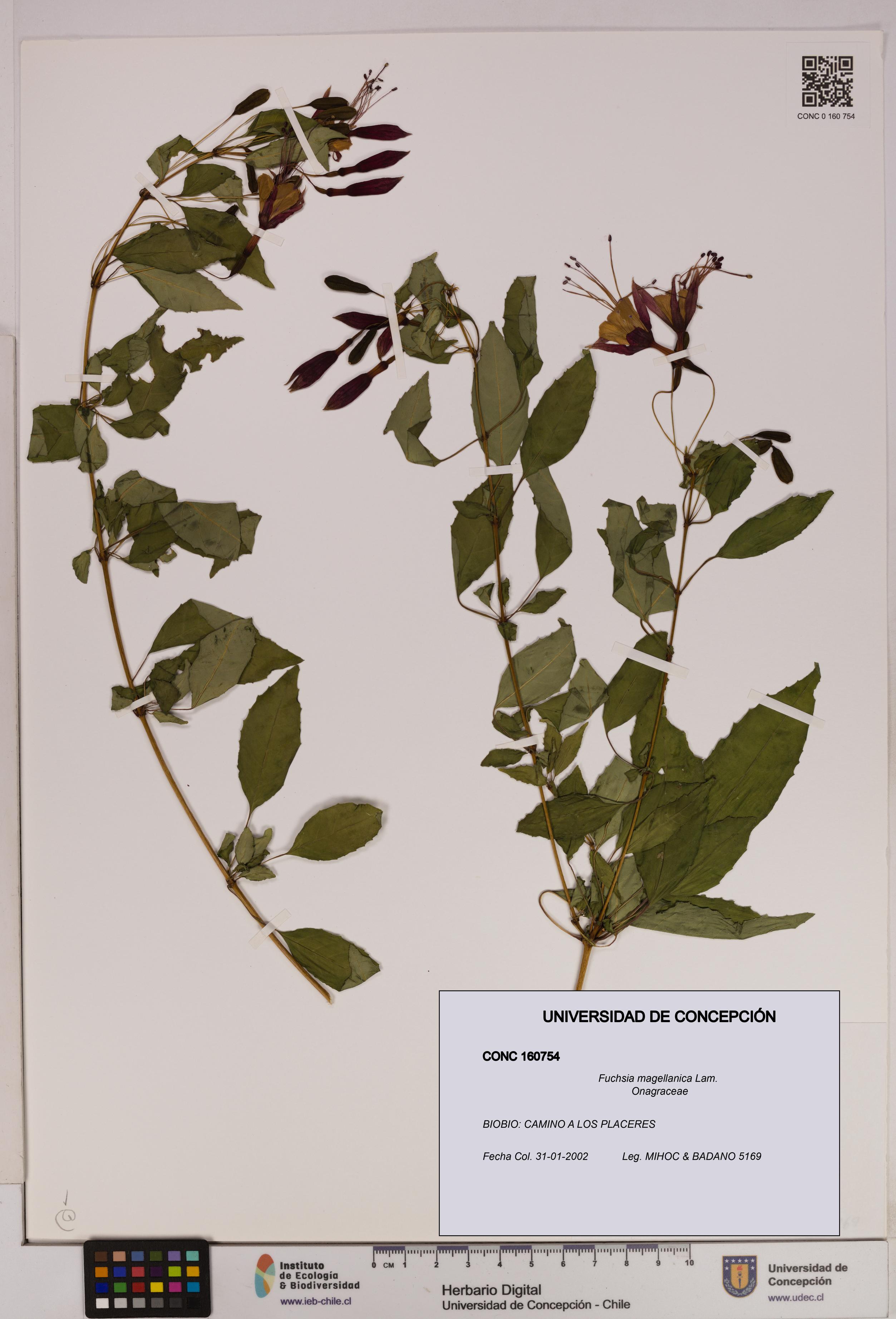 Fuchsia magellanica [Espécimen: UDEC:CONC:0160754]