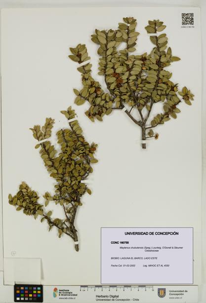 Maytenus chubutensis [Espécimen: UDEC:CONC:0160755]