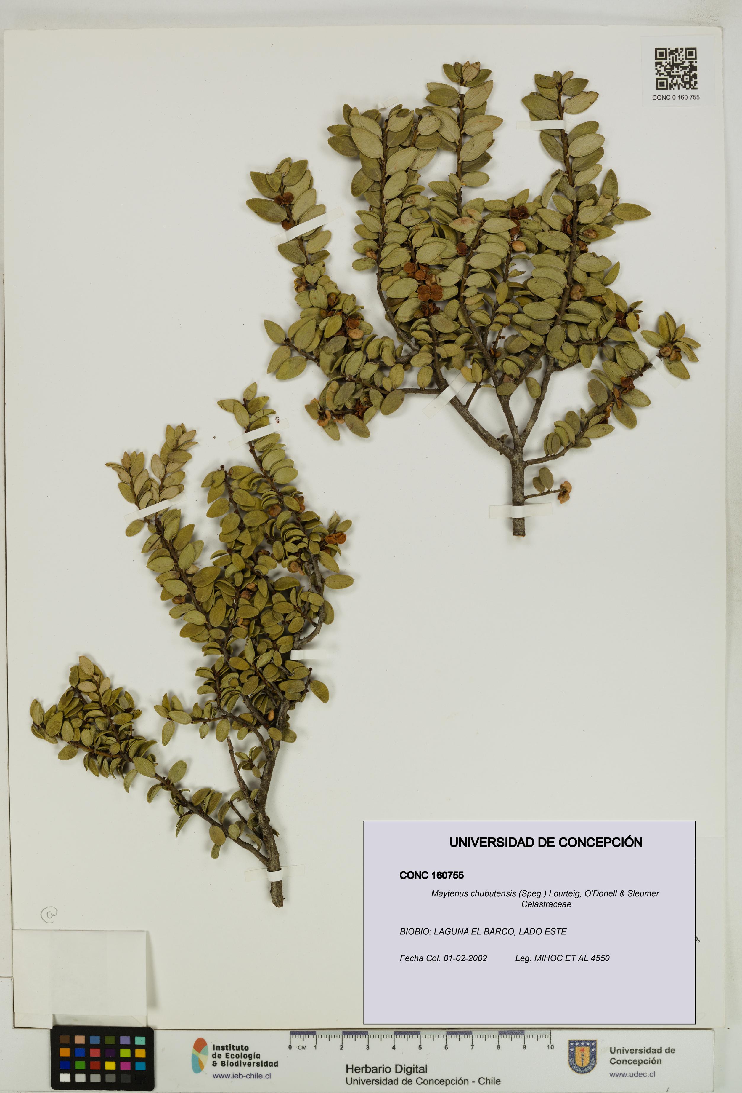 Maytenus chubutensis [Espécimen: UDEC:CONC:0160755]
