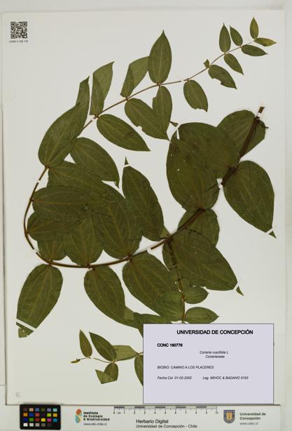 Coriaria ruscifolia [Espécimen: ]