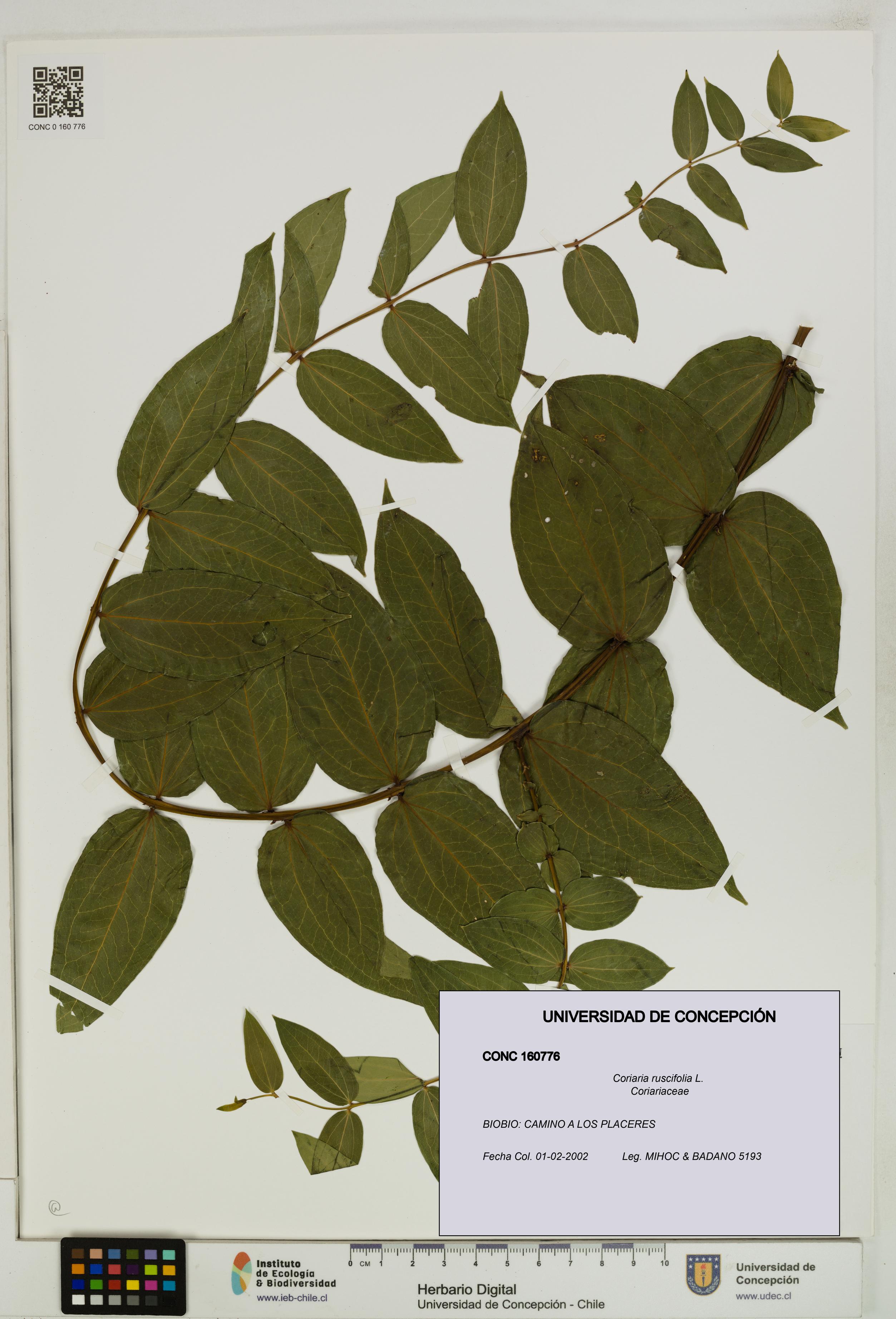 Coriaria ruscifolia [Espécimen: ]