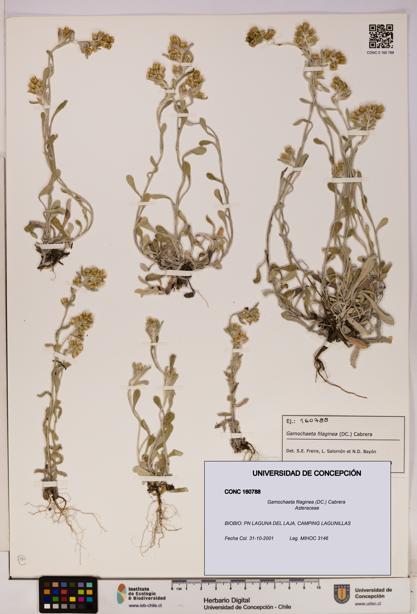 Gamochaeta filaginea [Espécimen: UDEC:CONC:0160788]