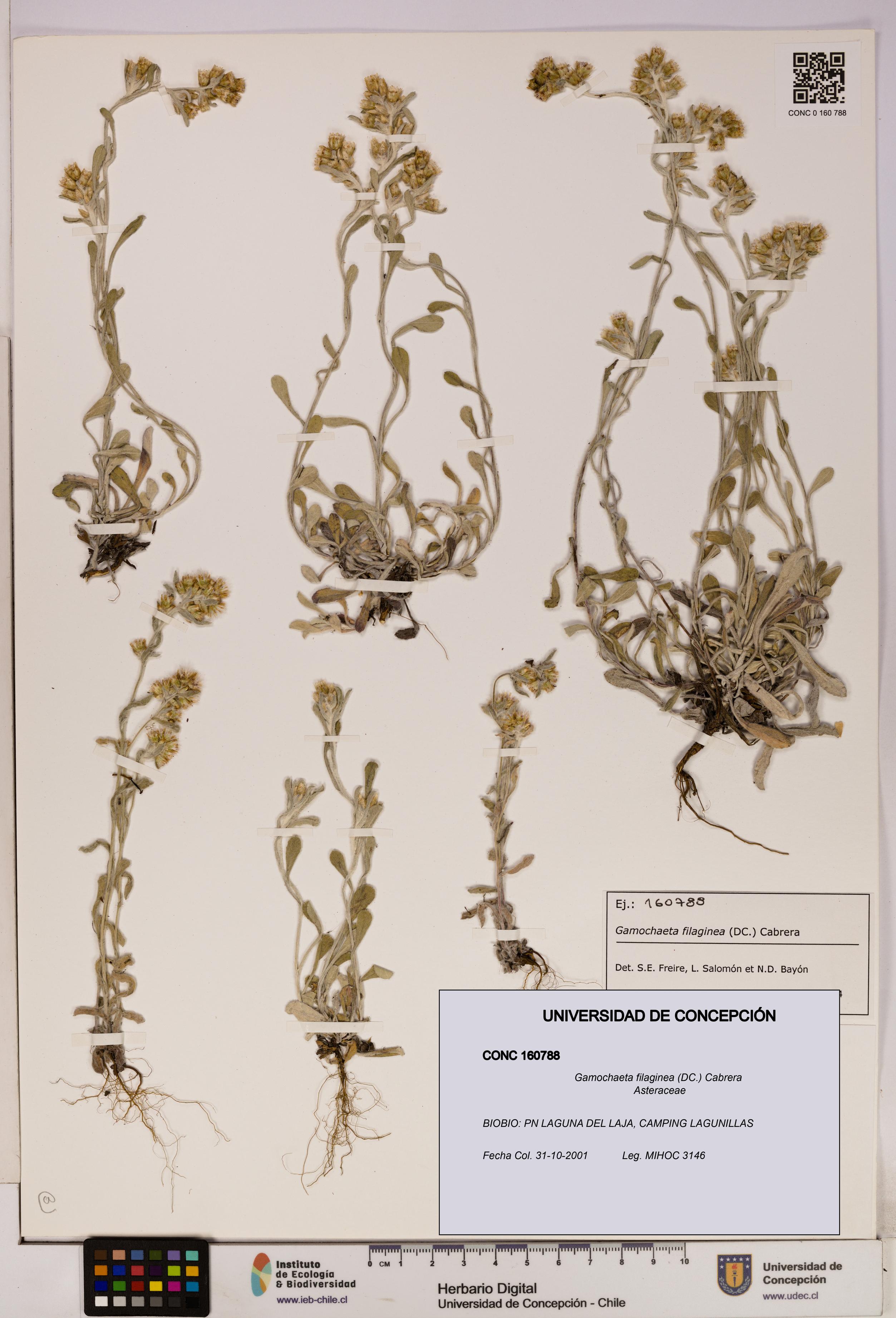 Gamochaeta filaginea [Espécimen: UDEC:CONC:0160788]