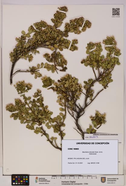 Baccharis obovata [Espécimen: UDEC:CONC:0160803]
