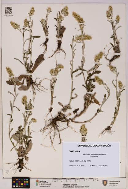 Gamochaeta americana [Espécimen: UDEC:CONC:0160814]