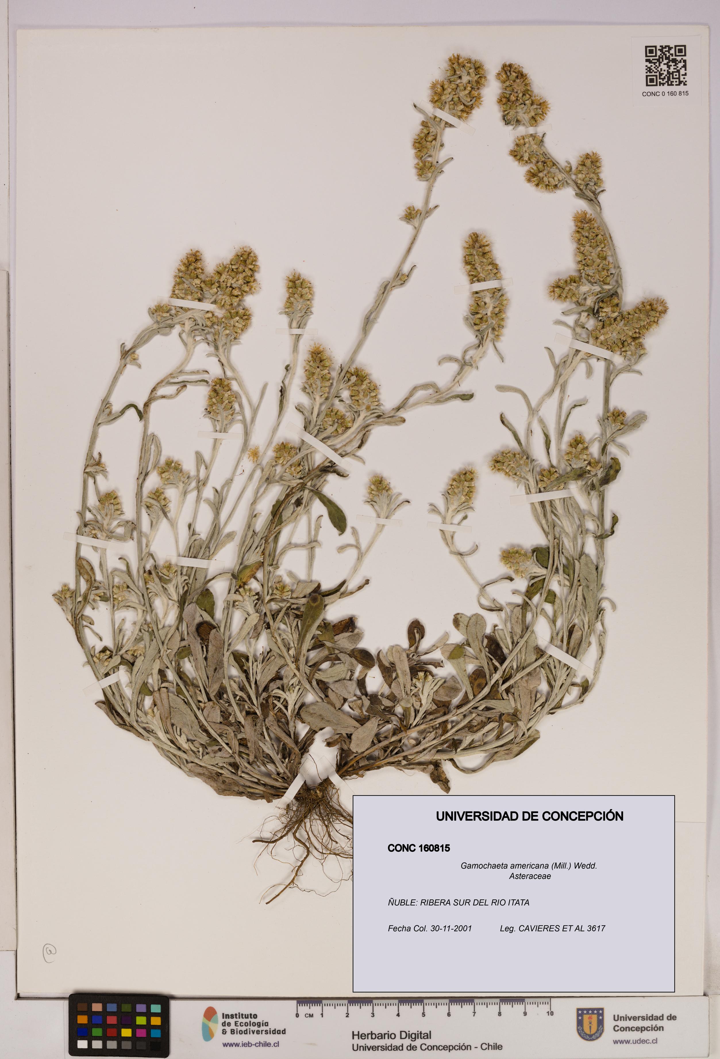 Gamochaeta americana [Espécimen: UDEC:CONC:0160815]