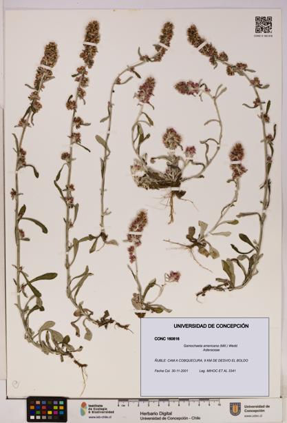 Gamochaeta americana [Espécimen: UDEC:CONC:0160816]