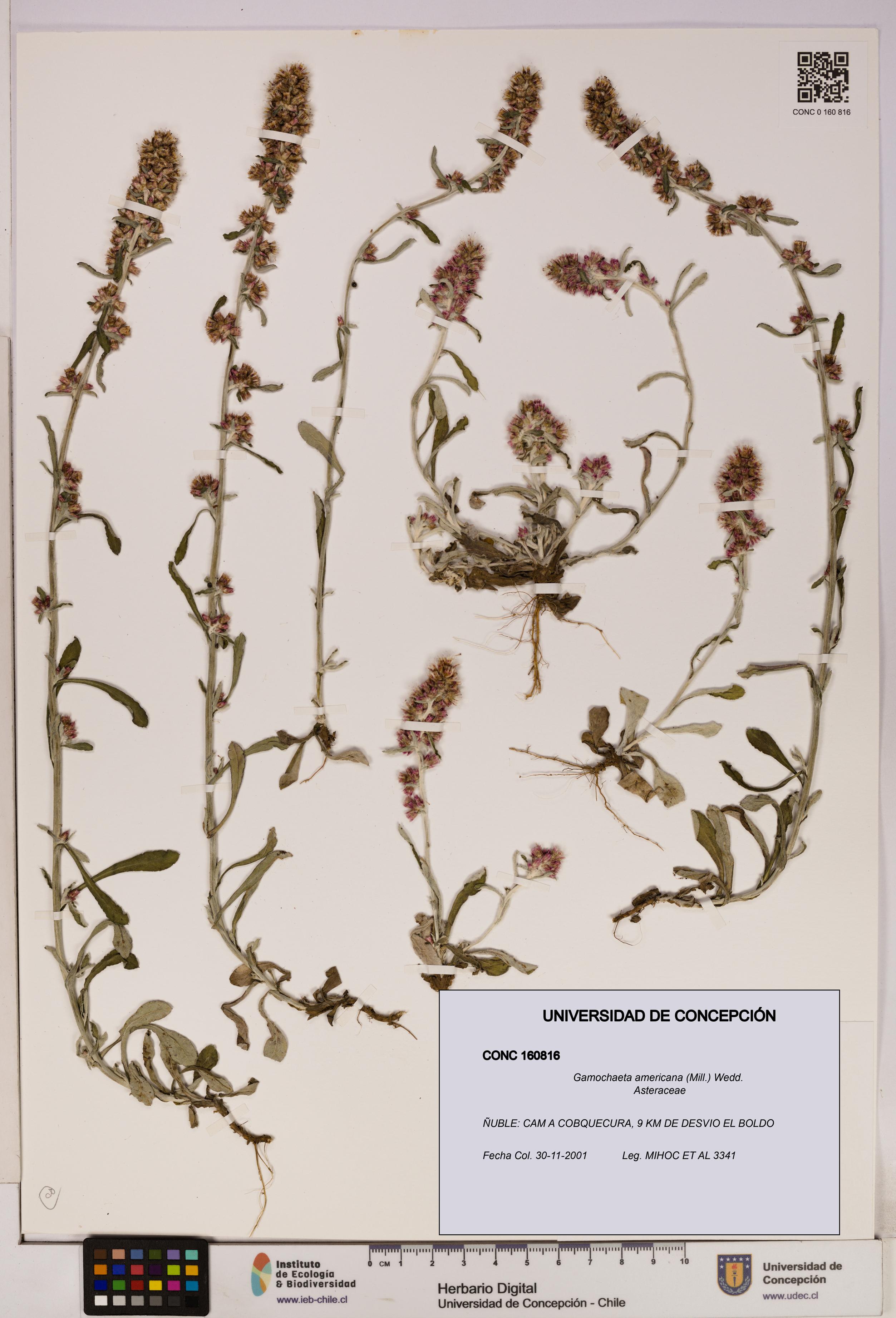 Gamochaeta americana [Espécimen: UDEC:CONC:0160816]