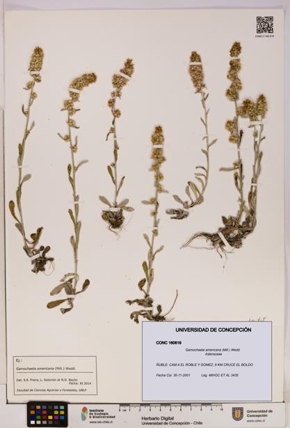 Gamochaeta americana [Espécimen: UDEC:CONC:0160819]