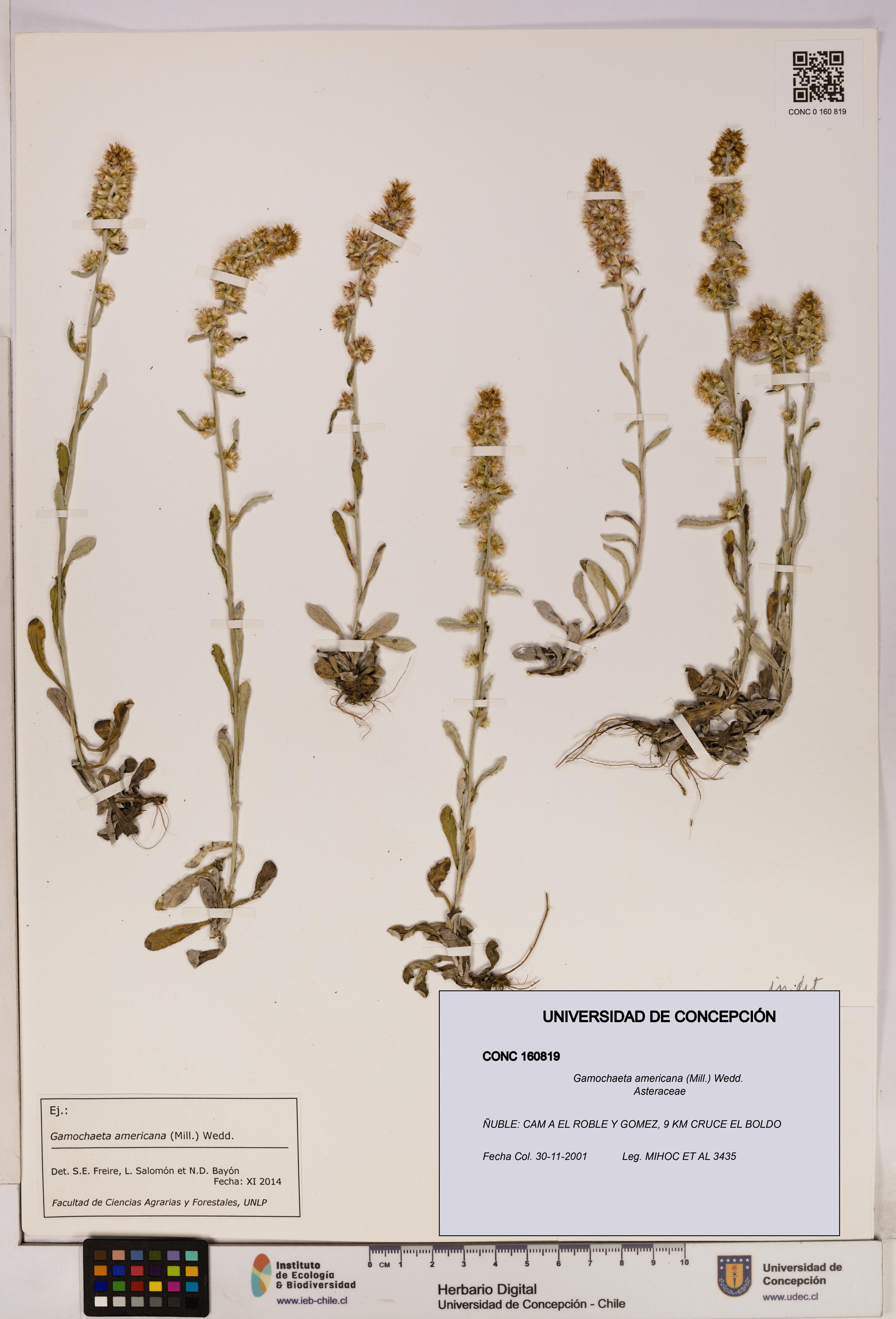 Gamochaeta americana [Espécimen: UDEC:CONC:0160819]