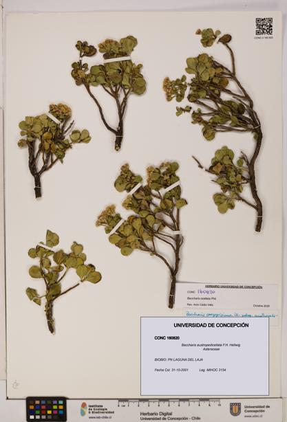 Baccharis austropedicellata [Espécimen: UDEC:CONC:0160820]