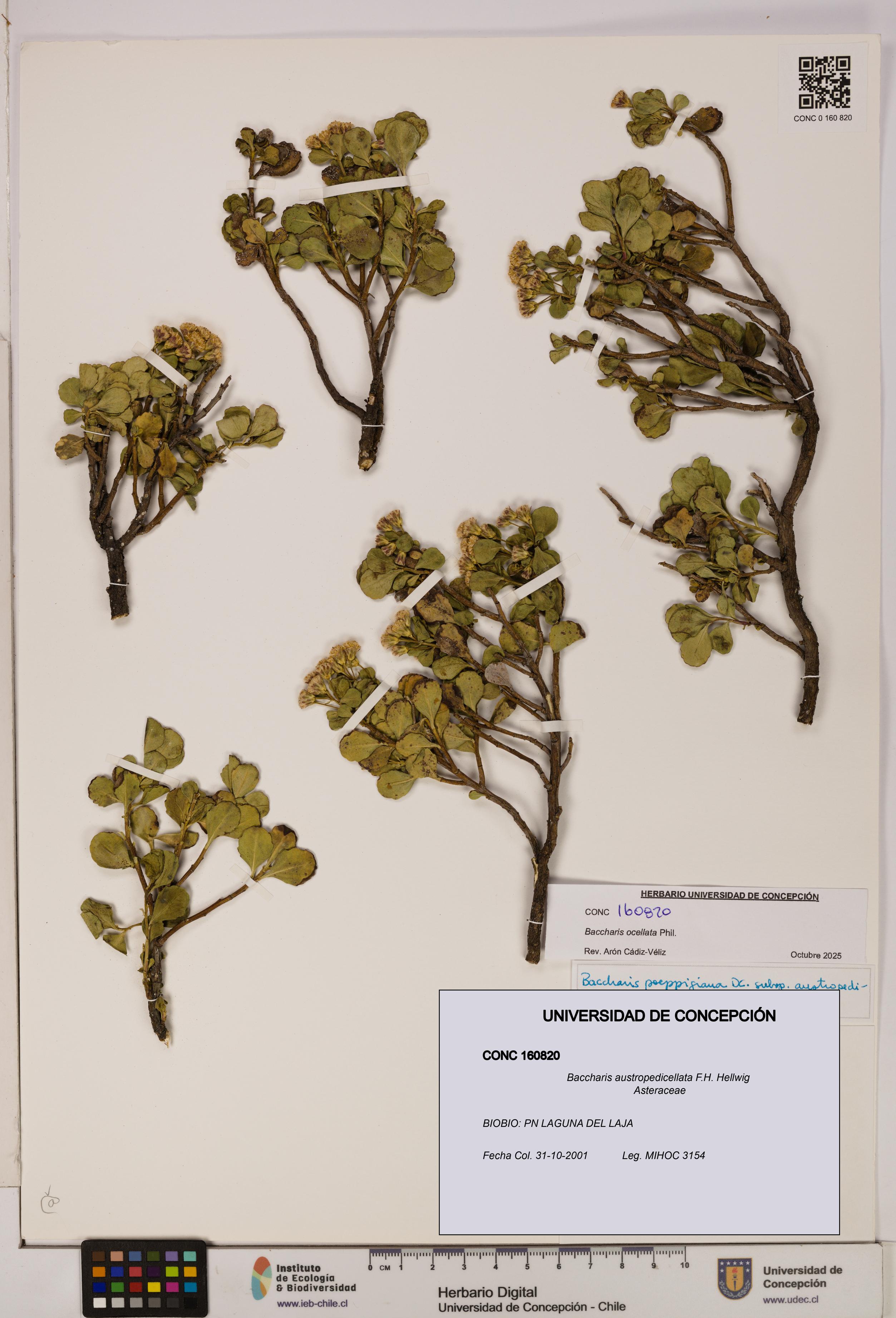 Baccharis austropedicellata [Espécimen: UDEC:CONC:0160820]