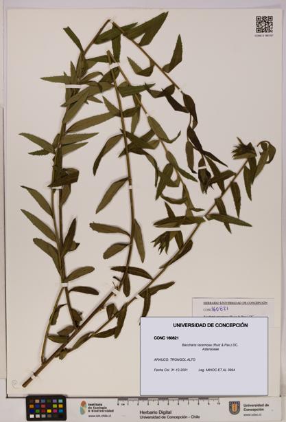 Baccharis racemosa [Espécimen: UDEC:CONC:0160821]