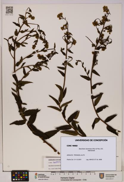 Baccharis racemosa [Espécimen: UDEC:CONC:0160822]