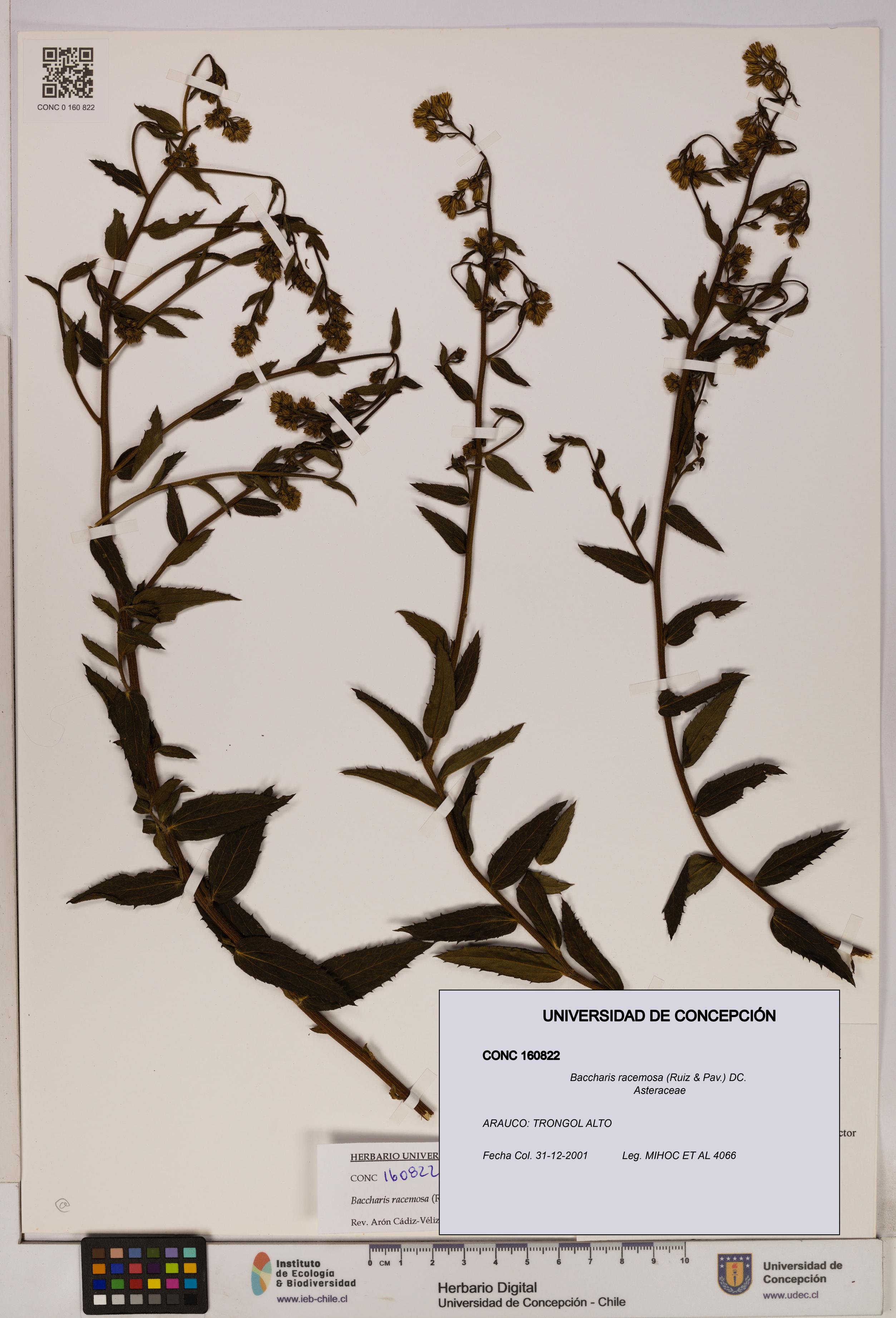 Baccharis racemosa [Espécimen: UDEC:CONC:0160822]