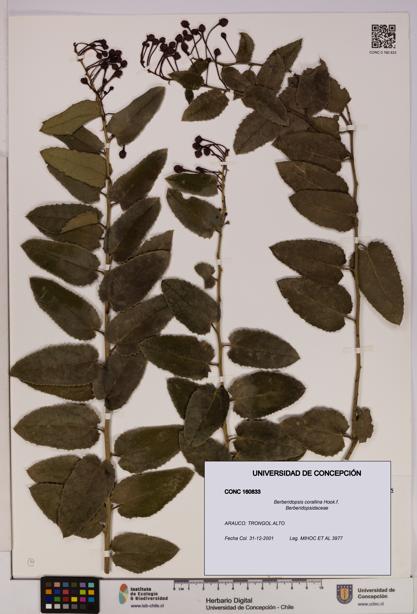 Berberidopsis corallina [Espécimen: UDEC:CONC:0160833]