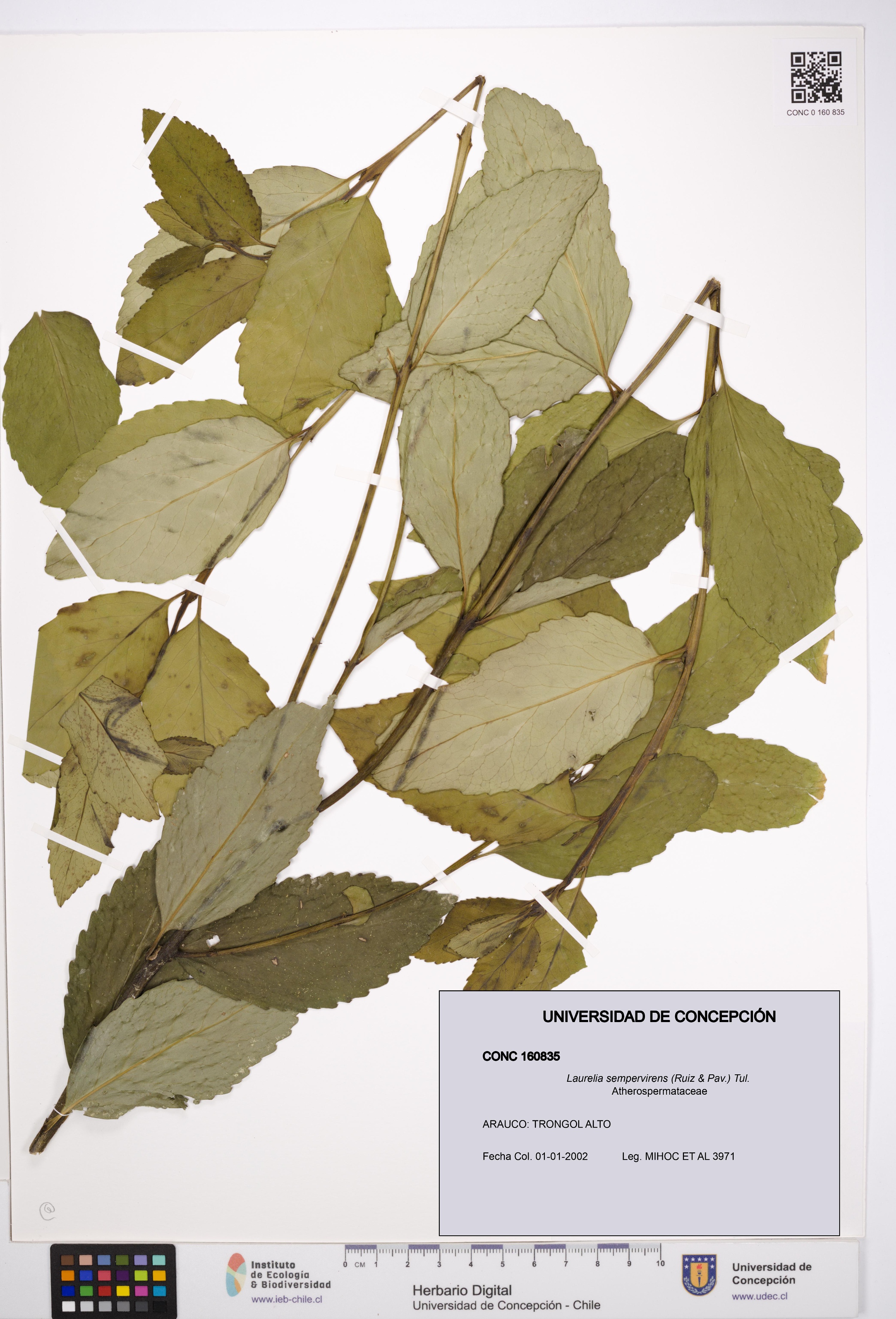 Laurelia sempervirens [Espécimen: UDEC:CONC:0160835]