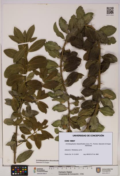 Archidasyphyllum diacanthoides [Espécimen: UDEC:CONC:0160847]