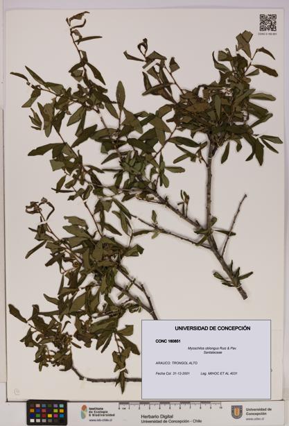 Myoschilos oblongus [Espécimen: UDEC:CONC:0160851]