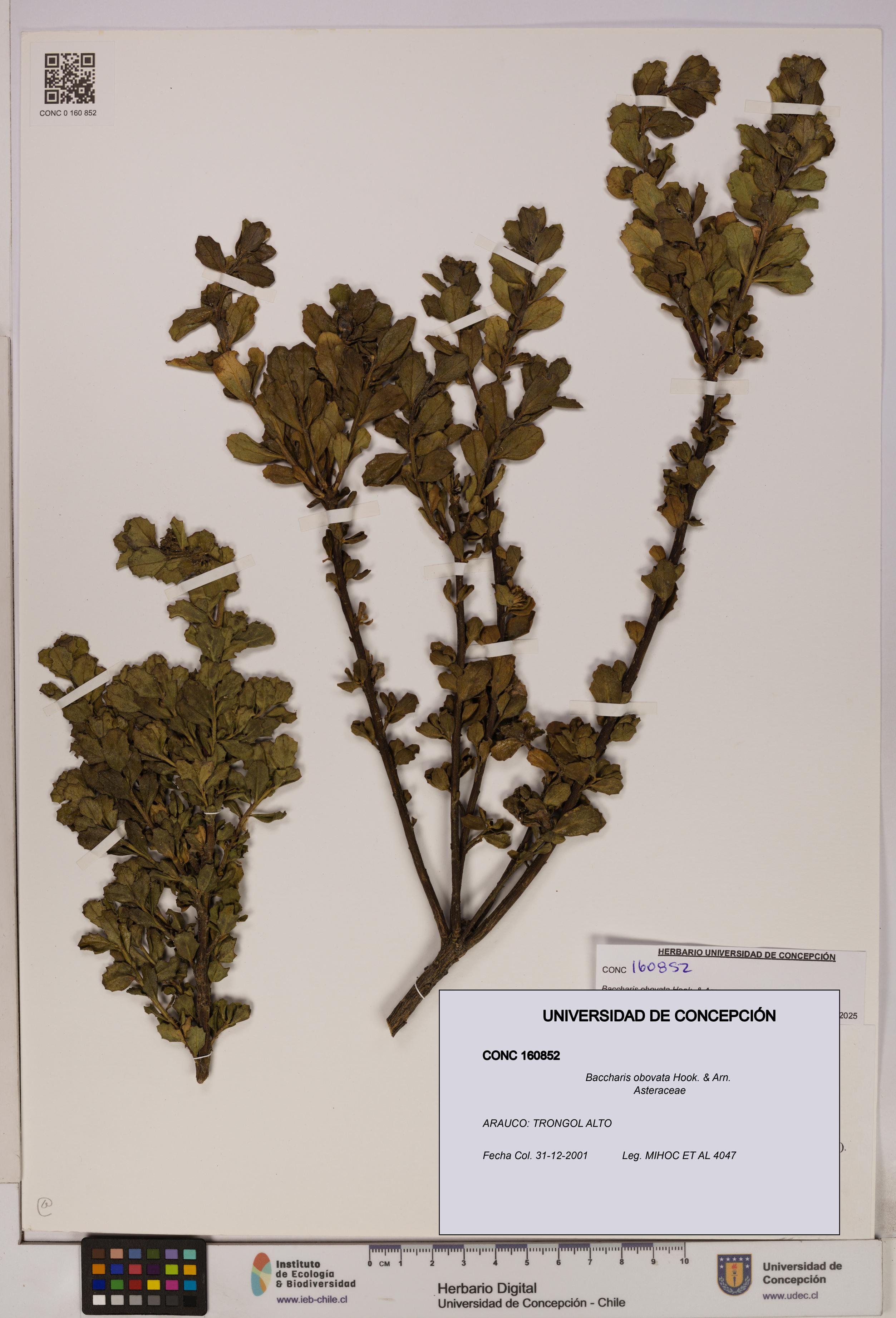 Baccharis obovata [Espécimen: UDEC:CONC:0160852]
