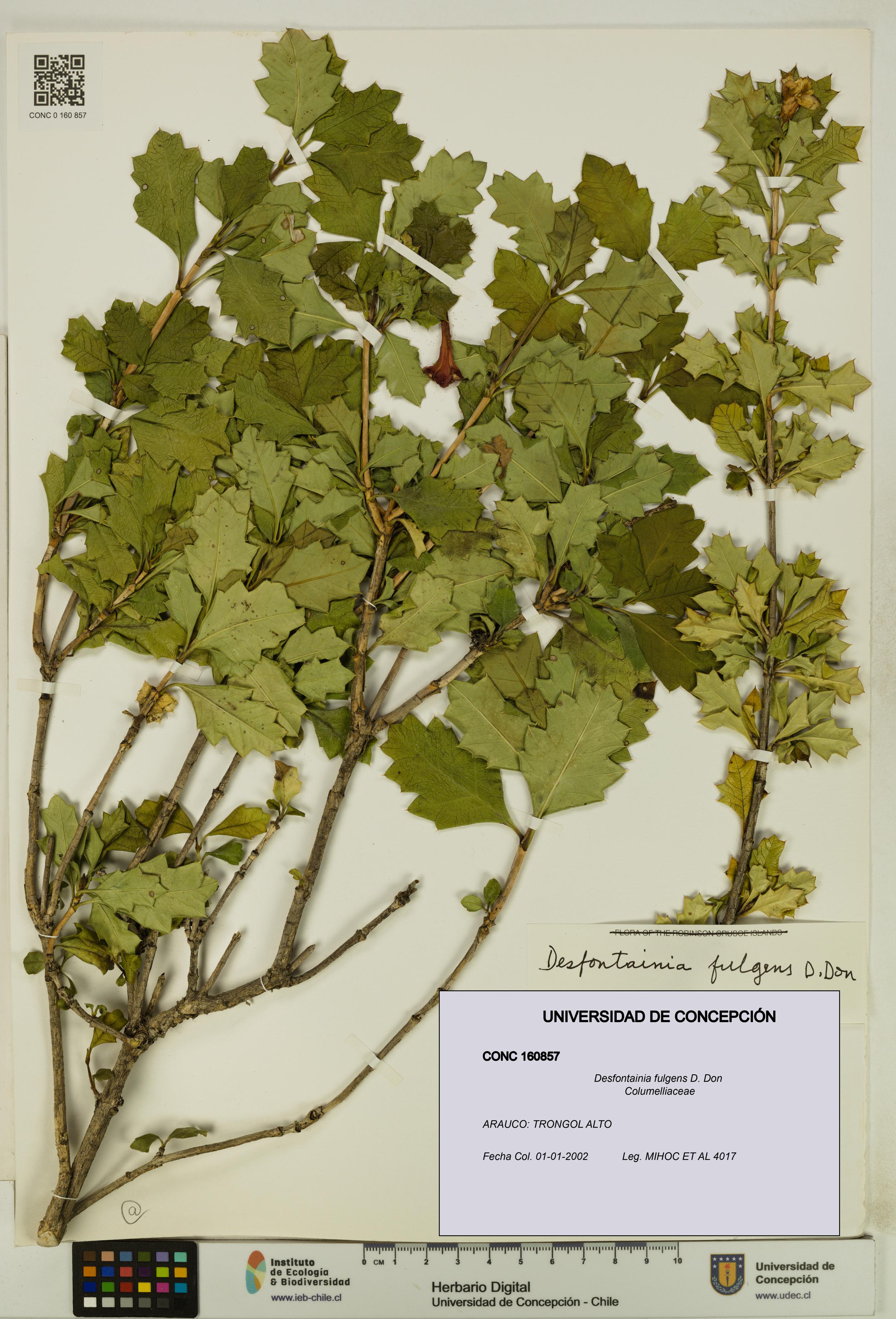 Desfontainia fulgens [Espécimen: UDEC:CONC:0160857]