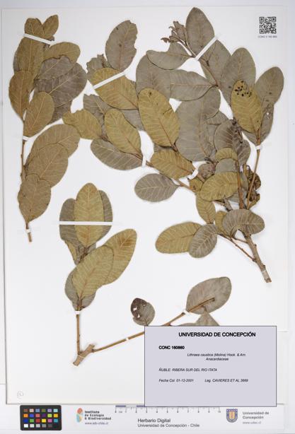 Lithraea caustica [Espécimen: UDEC:CONC:0160860]