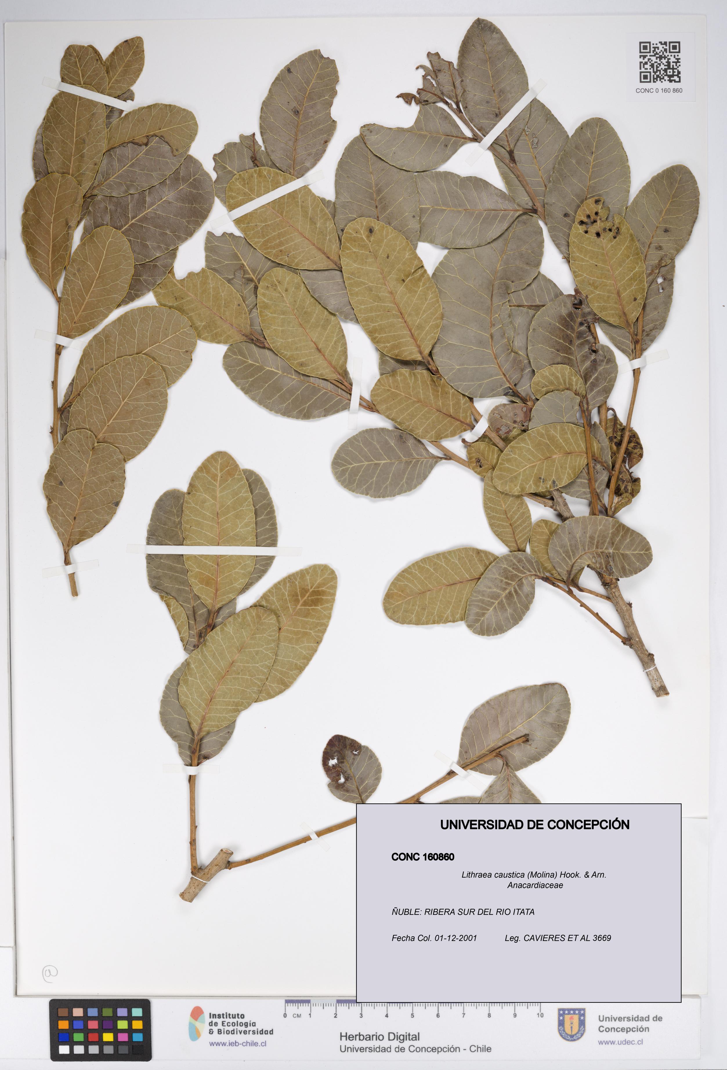 Lithraea caustica [Espécimen: UDEC:CONC:0160860]