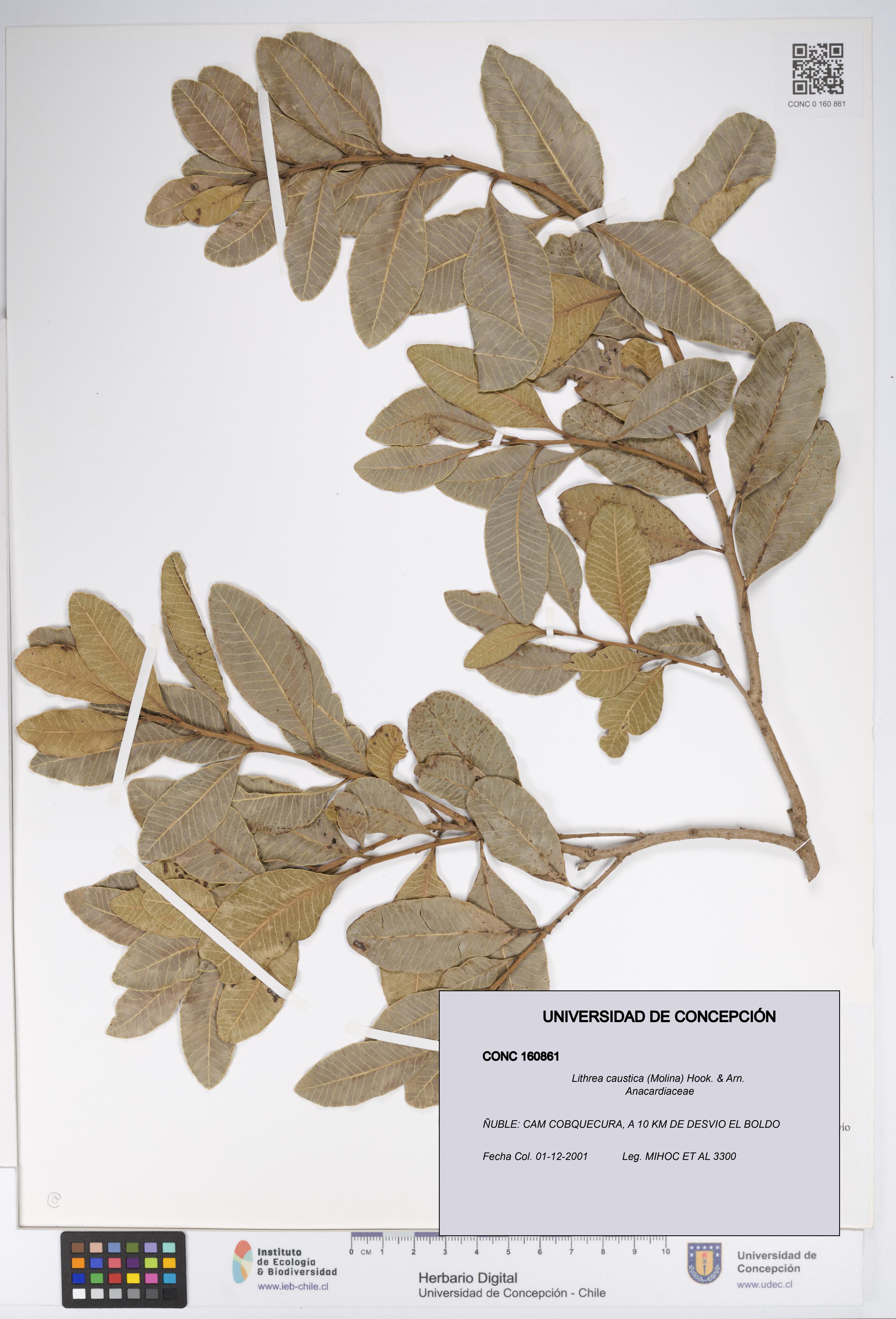 Lithraea caustica [Espécimen: UDEC:CONC:0160861]