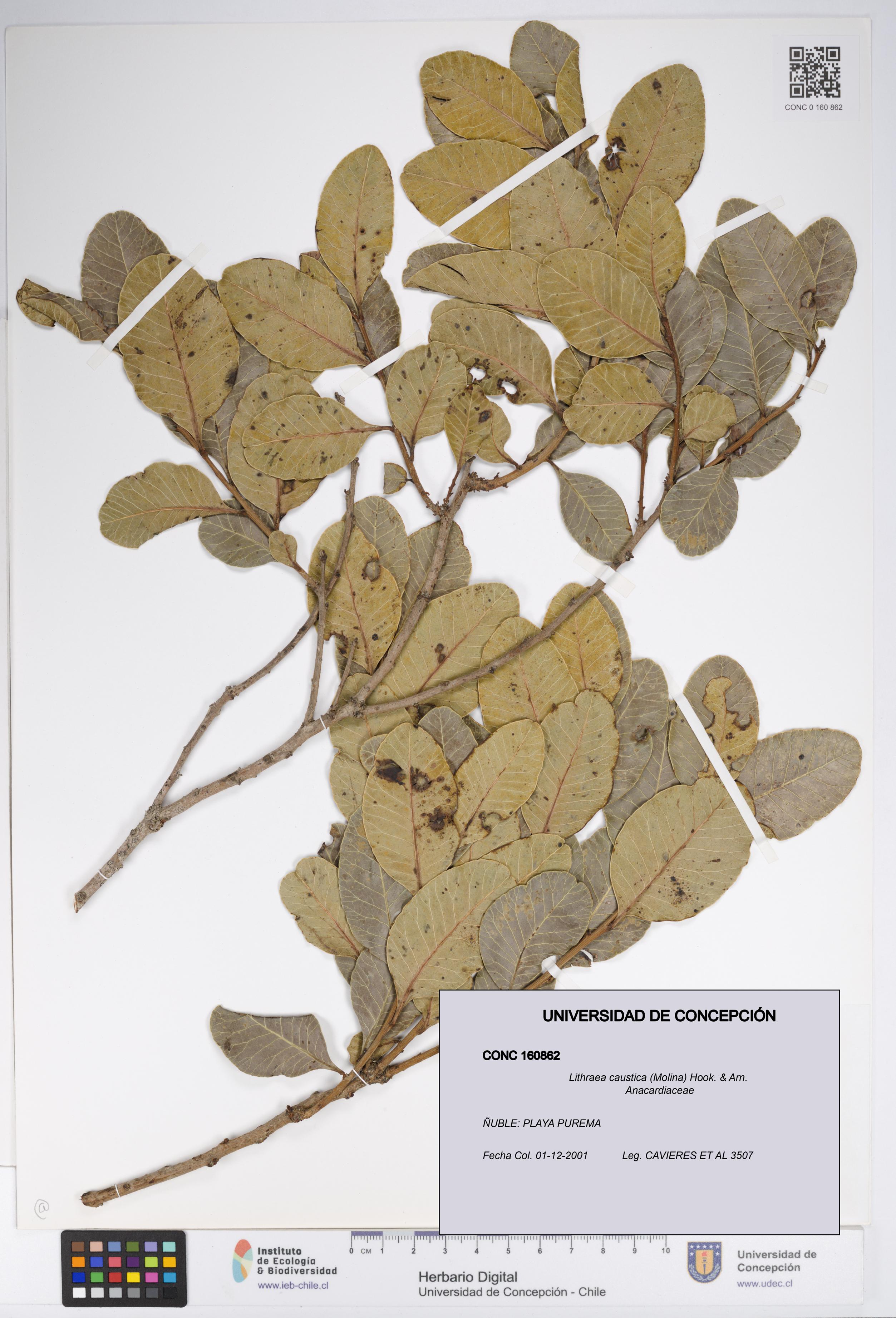 Lithraea caustica [Espécimen: UDEC:CONC:0160862]