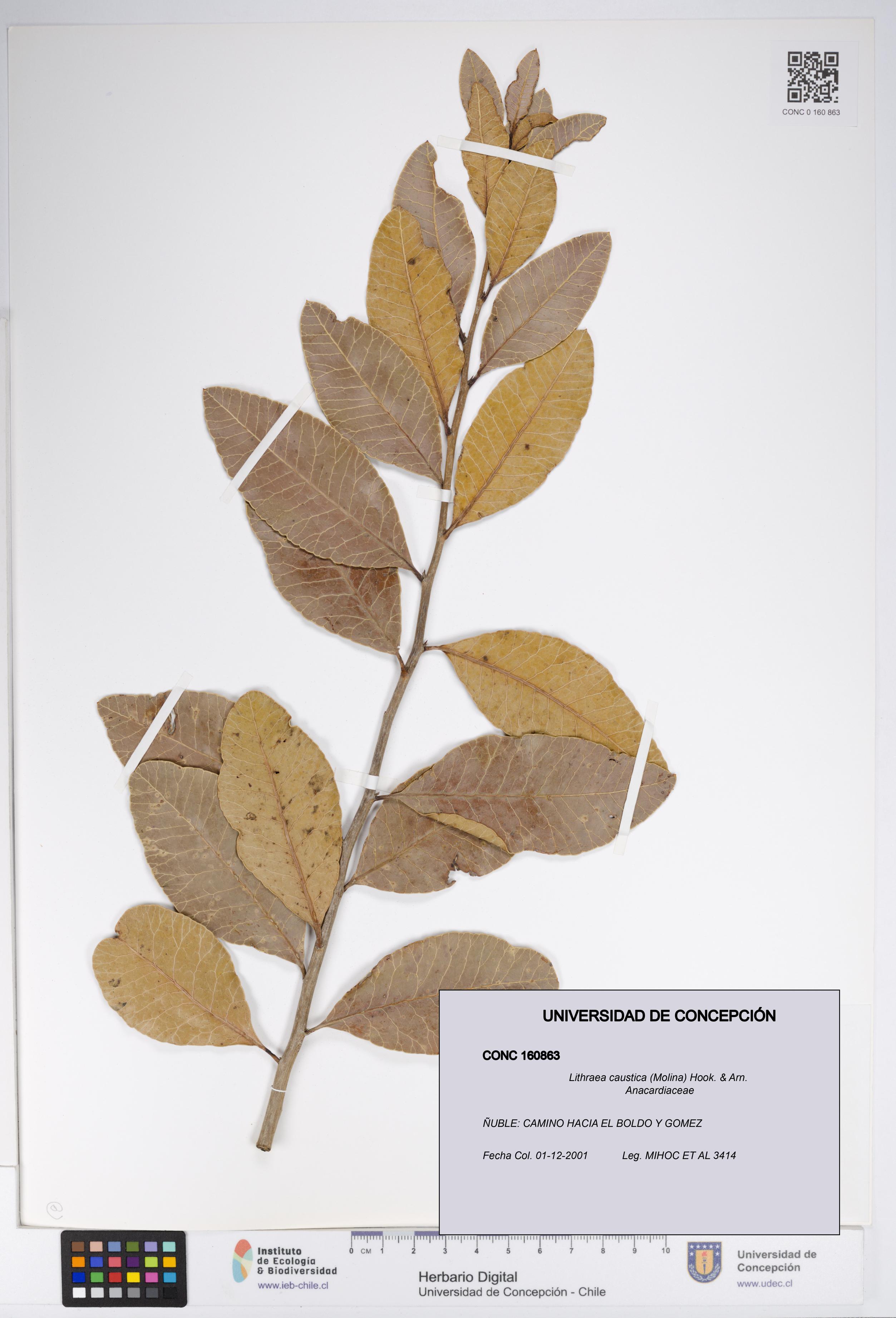 Lithraea caustica [Espécimen: UDEC:CONC:0160863]