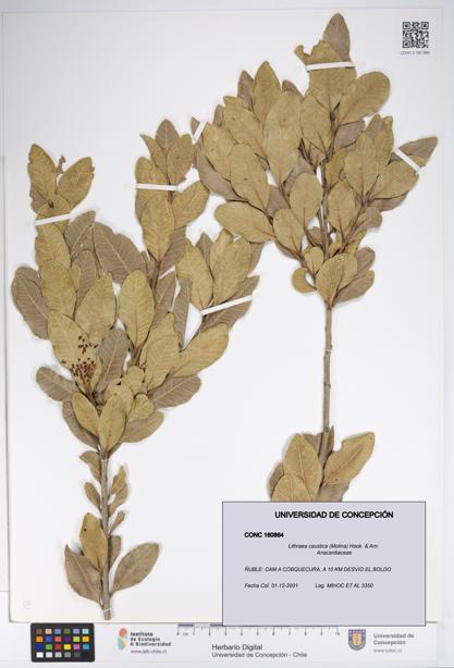 Lithraea caustica [Espécimen: UDEC:CONC:0160864]