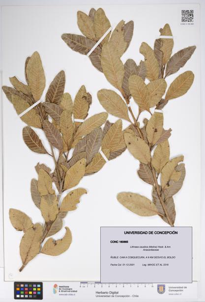 Lithraea caustica [Espécimen: UDEC:CONC:0160865]