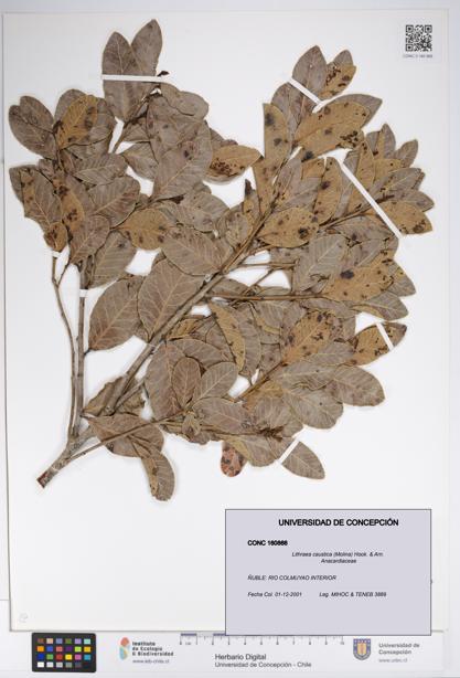 Lithraea caustica [Espécimen: UDEC:CONC:0160866]