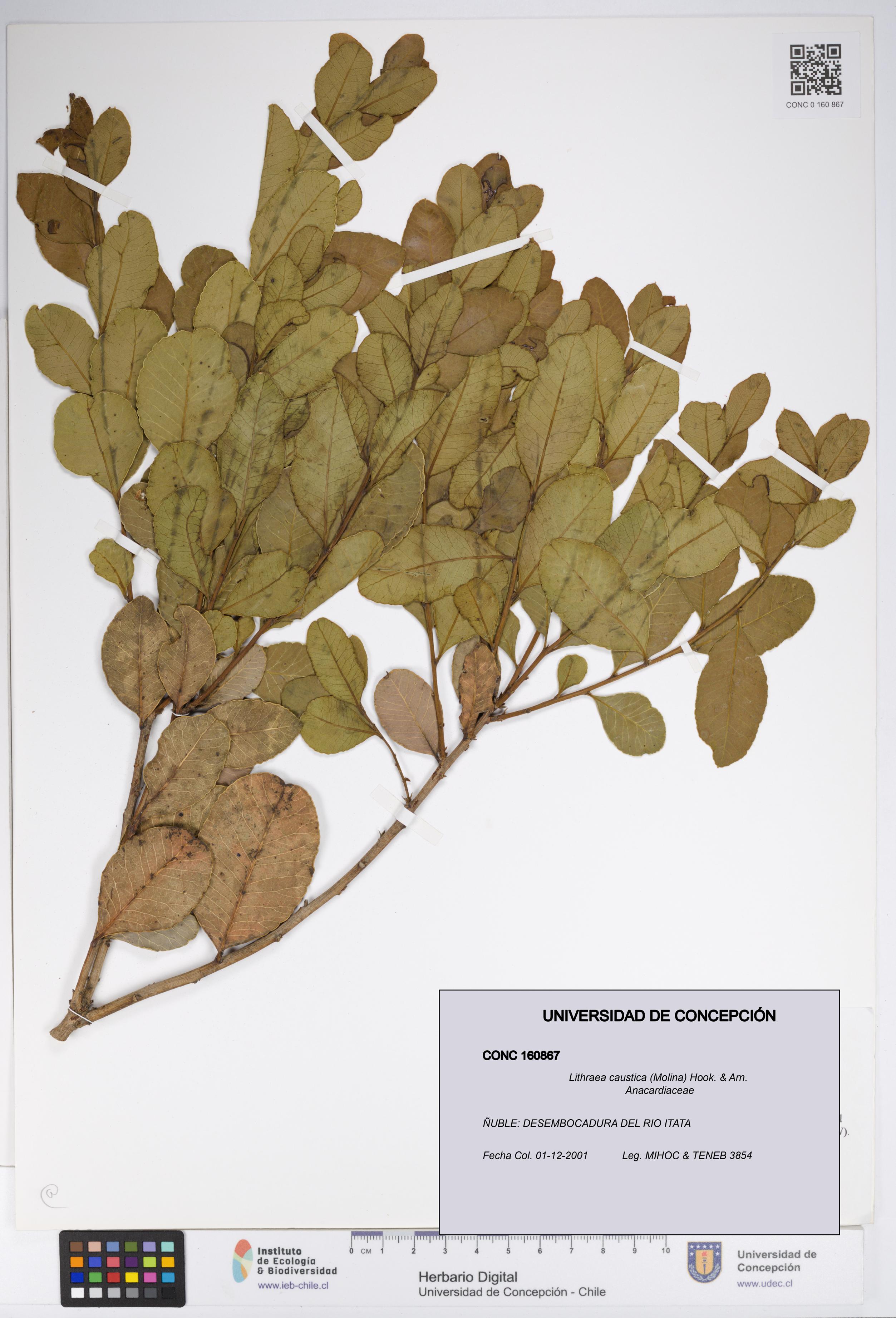 Lithraea caustica [Espécimen: UDEC:CONC:0160867]