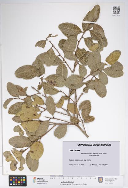 Lithraea caustica [Espécimen: UDEC:CONC:0160868]