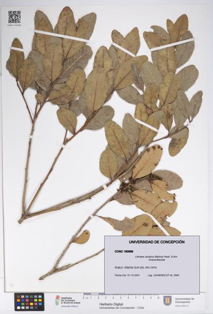 Lithraea caustica [Espécimen: UDEC:CONC:0160869]