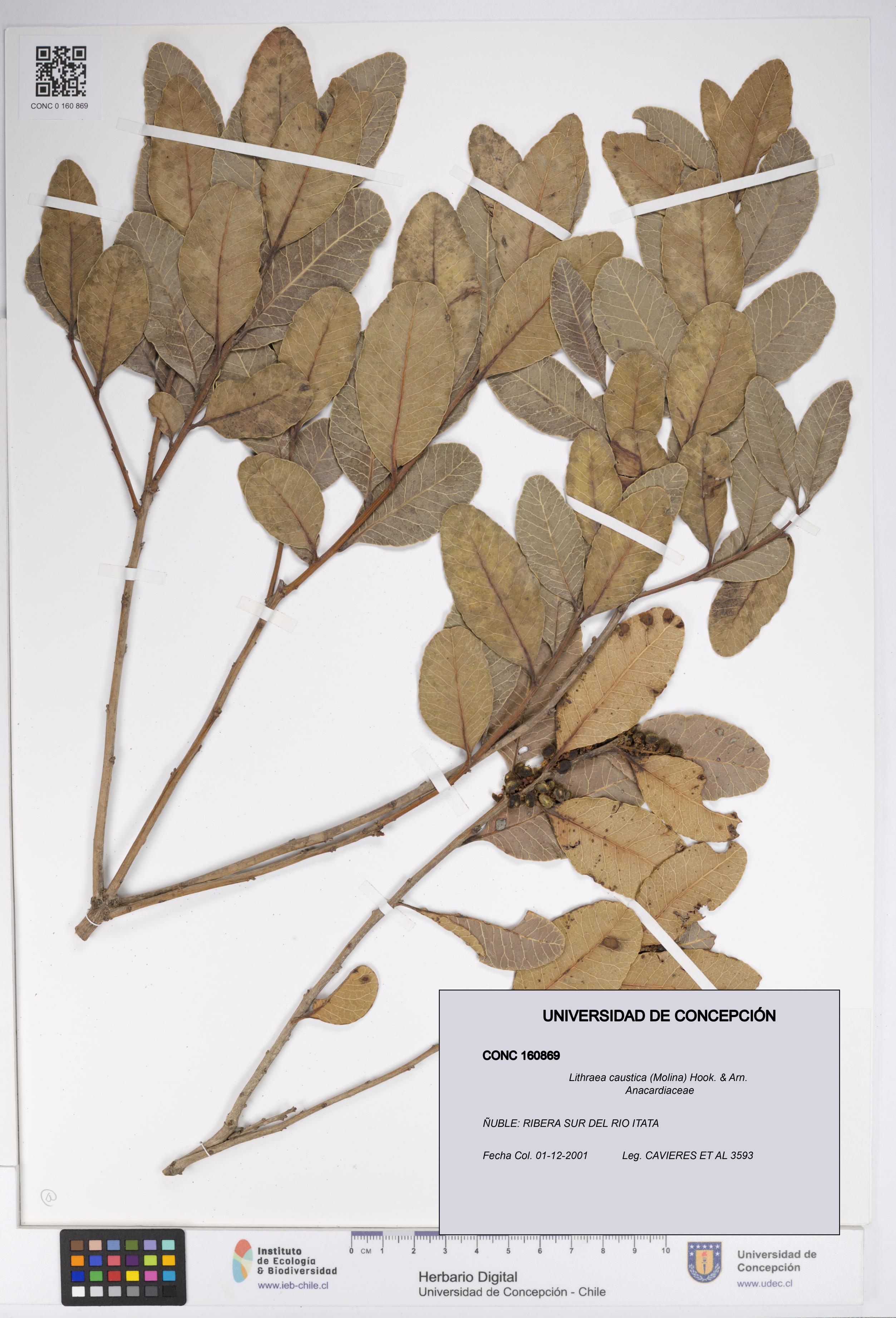 Lithraea caustica [Espécimen: UDEC:CONC:0160869]