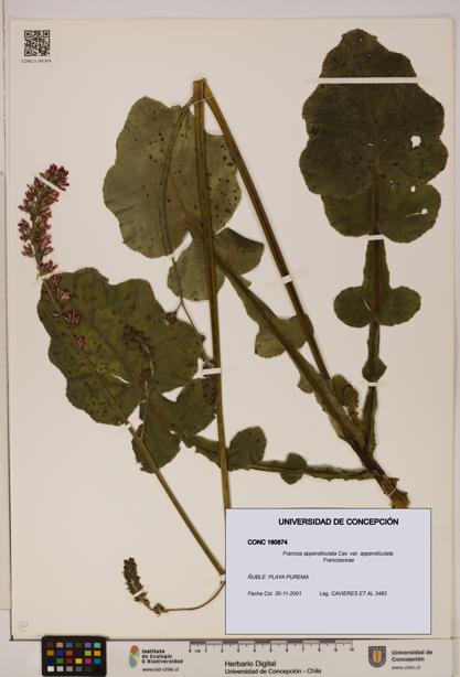 Francoa appendiculata [Espécimen: ]