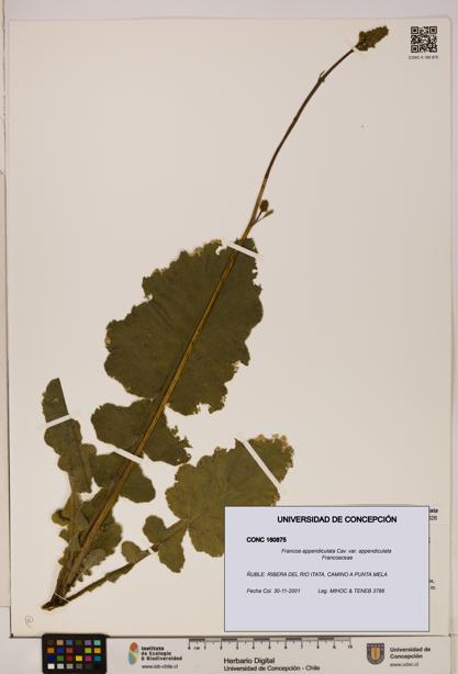 Francoa appendiculata [Espécimen: ]