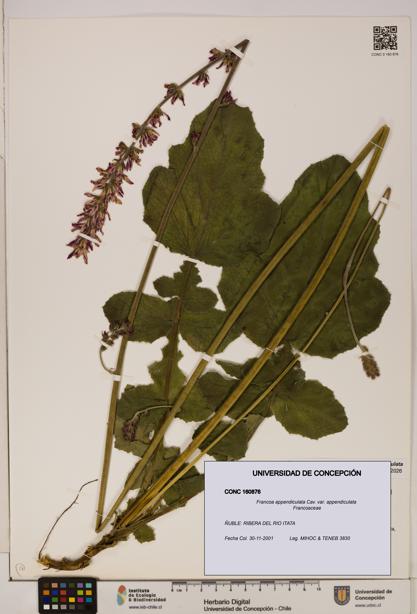 Francoa appendiculata [Espécimen: ]