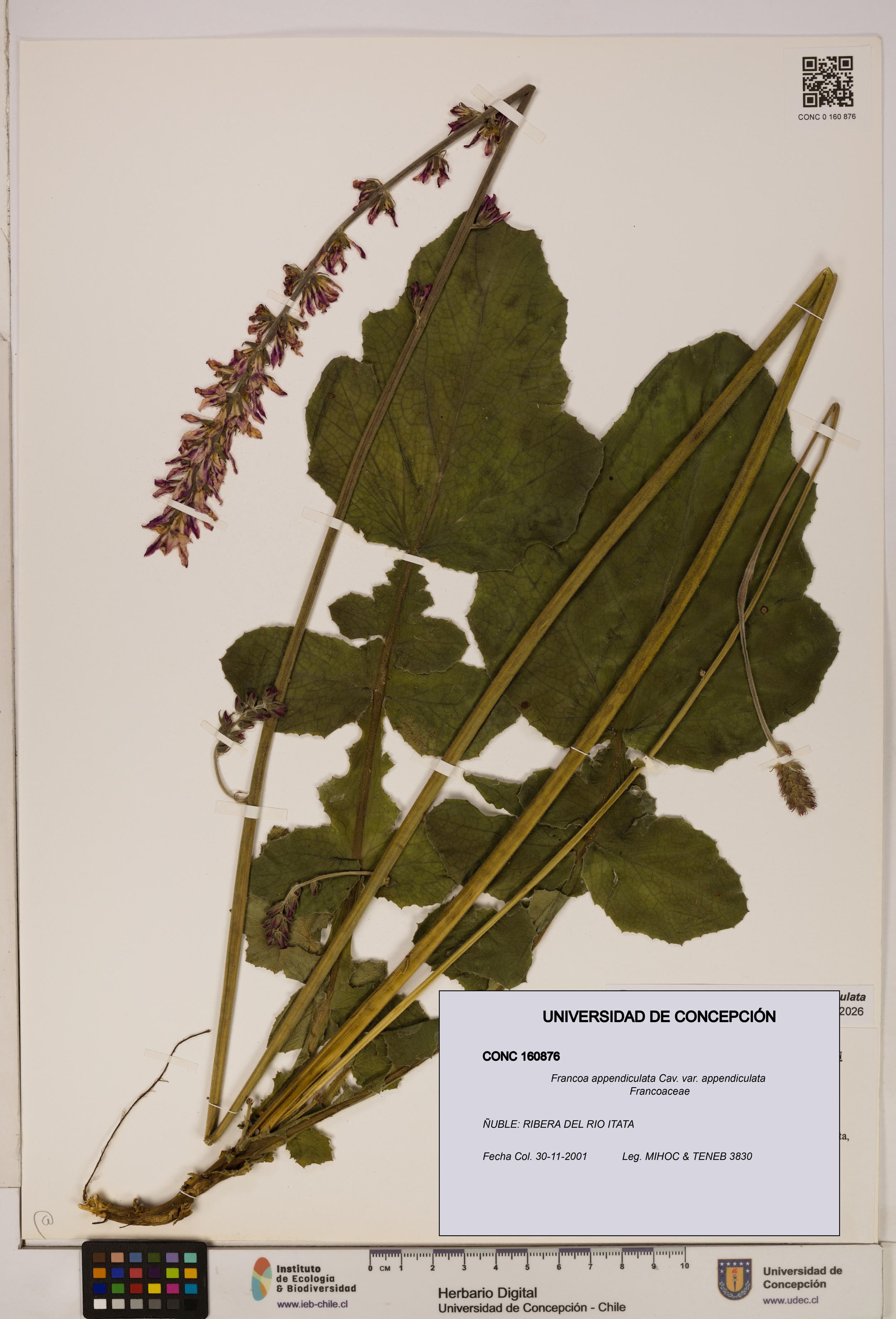 Francoa appendiculata [Espécimen: ]
