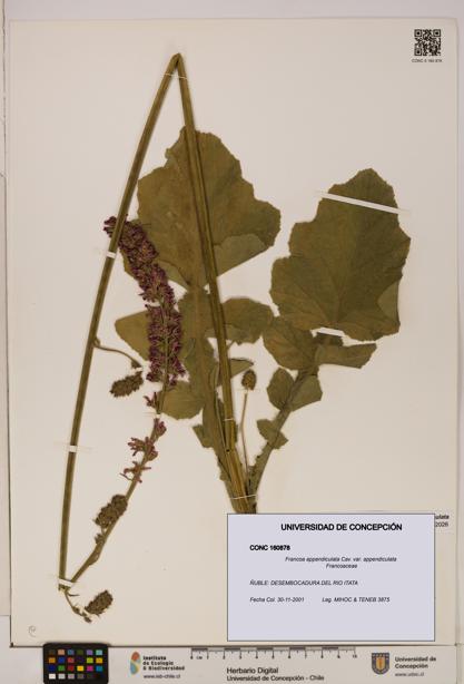 Francoa appendiculata [Espécimen: ]